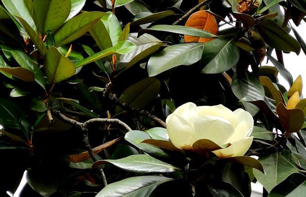 玉兰花的开花时间及开花频率（四季芬芳）