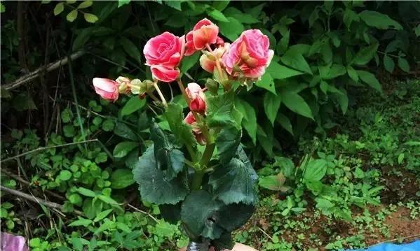 蔷薇根系发达的适合种植的花盆（选择合适的花盆）