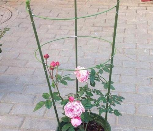 蔷薇根系发达的适合种植的花盆（选择合适的花盆）