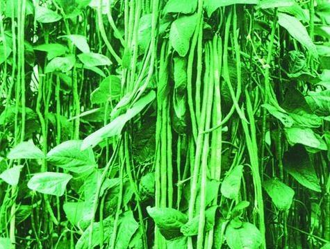 四季豆的生长习性特点及栽培技巧(四季豆的生长周期) 四季豆的生长习性特点及栽培技巧(四季豆的生长周期)