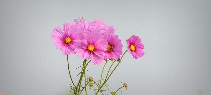 揭秘波斯菊的开花时间（探究波斯菊的特点和栽培方法）