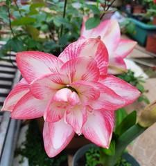 孔雀花开花时间及花期长短（了解孔雀花的开花规律和生长特性）