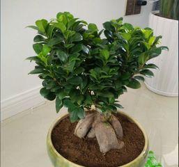 盆栽榕树掉叶子的原因及解决方法（盆栽榕树掉叶子的解决办法）