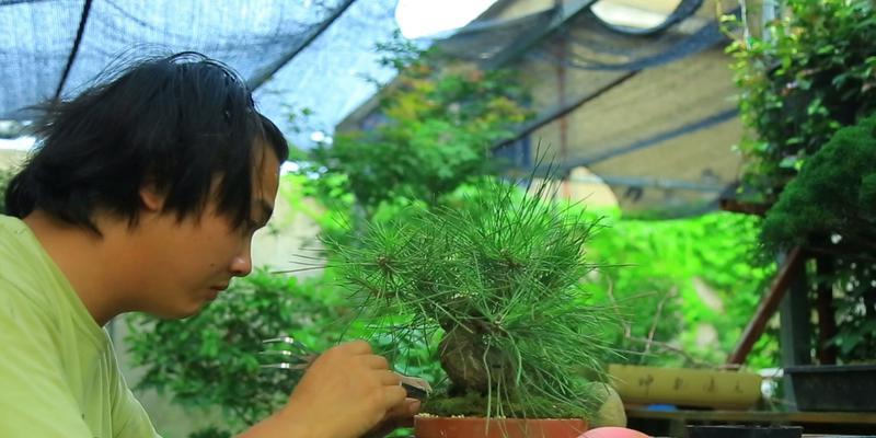 换盆后的黑松如何正确浇水(掌握正确的浇水时间和方法) 换盆后的黑松如何正确浇水(掌握正确的浇水时间和方法)