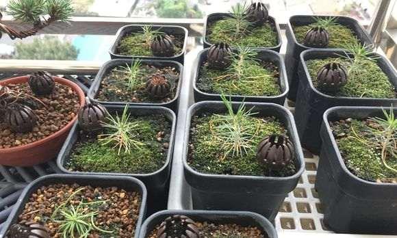 换盆后的黑松如何正确浇水(掌握正确的浇水时间和方法) 换盆后的黑松如何正确浇水(掌握正确的浇水时间和方法)