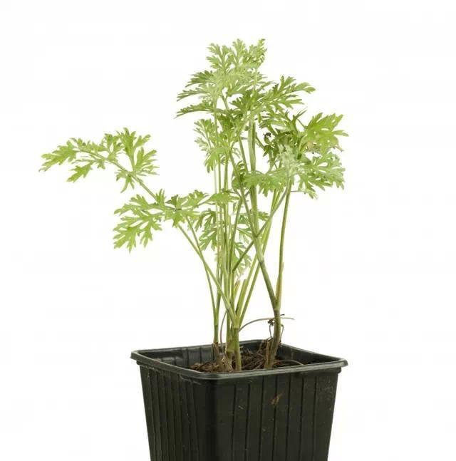 艾草喜阴还是喜阳(植物学专家告诉你答案) 艾草喜阴还是喜阳(植物学专家告诉你答案)