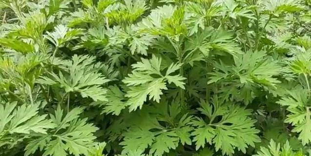 艾草喜阴还是喜阳(植物学专家告诉你答案) 艾草喜阴还是喜阳(植物学专家告诉你答案)