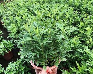 艾草喜阴还是喜阳(植物学专家告诉你答案) 艾草喜阴还是喜阳(植物学专家告诉你答案)