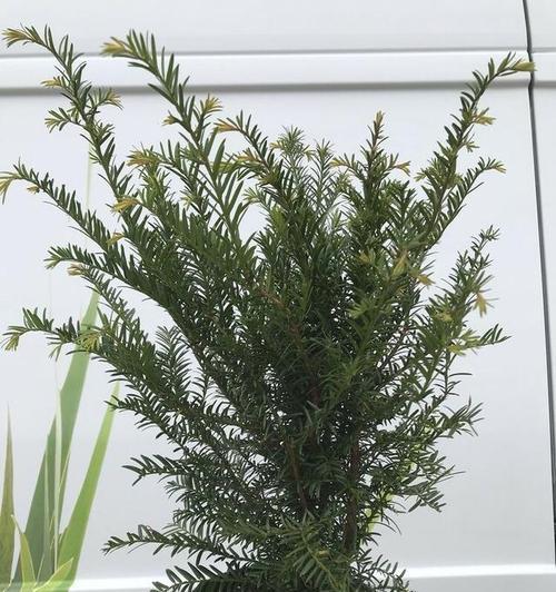 红豆杉移栽的最佳时间（选择适合的时间移植红豆杉）