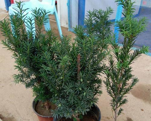 红豆杉移栽的最佳时间（选择适合的时间移植红豆杉）