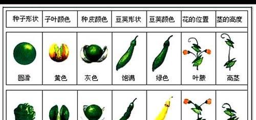 豌豆种植指南（从时间到方法）