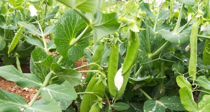 豌豆种植指南（从时间到方法）