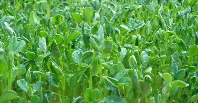 豌豆种植指南（从时间到方法）