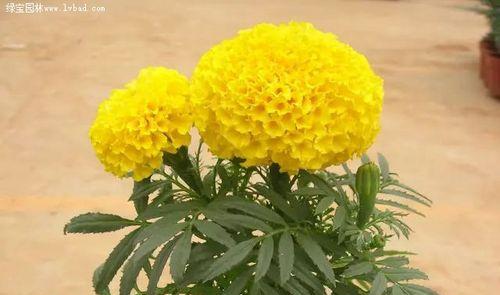 万寿菊是一年生还是多年生? 万寿菊是一年生还是多年生?