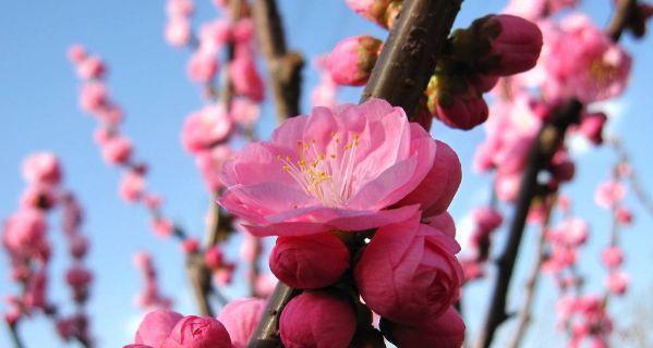 生肖与桃花缘（探寻十二生肖与桃花的关系）
