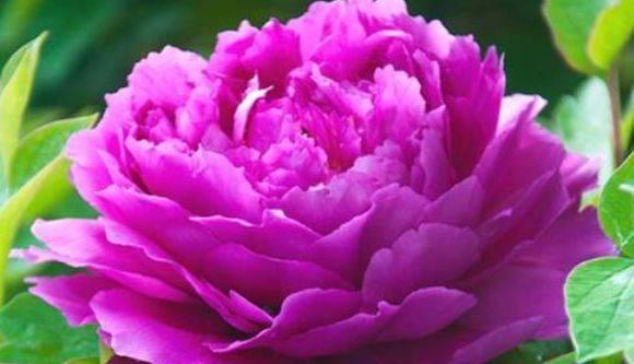 生肖与桃花缘（探寻十二生肖与桃花的关系）