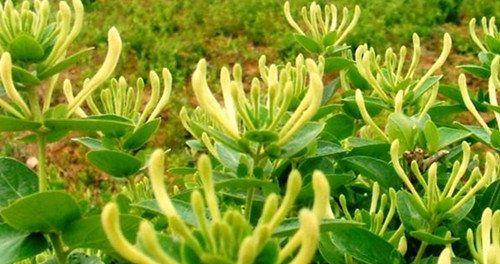 草参成熟期与采摘方法（探寻草参的成熟期和采摘技巧）
