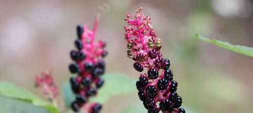 草参成熟期与采摘方法（探寻草参的成熟期和采摘技巧）