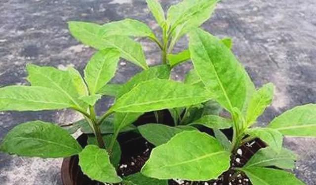 草参成熟期与采摘方法（探寻草参的成熟期和采摘技巧）