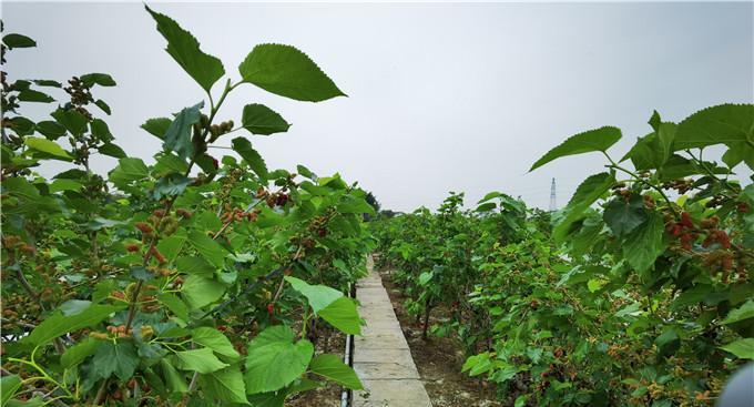 探究桑树亩产量多少斤(从栽培到收获) 探究桑树亩产量多少斤(从栽培到收获)