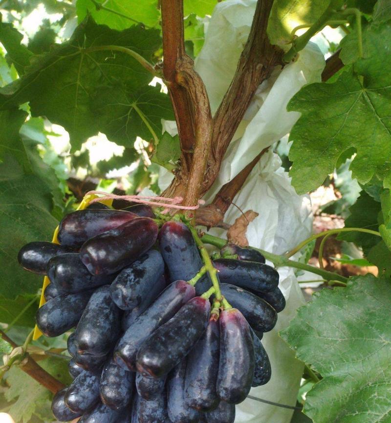蓝宝石葡萄种植全攻略（揭秘最佳种植时机及关键技巧）