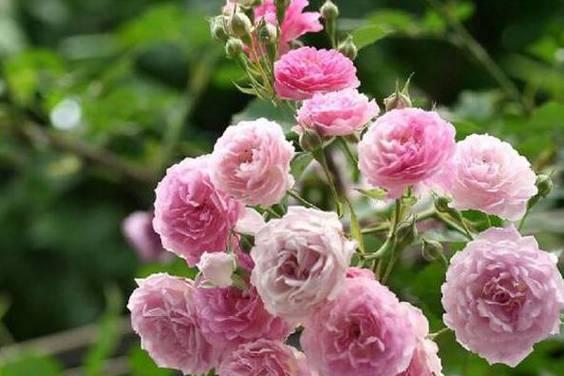 蔷薇花的花期及生长特点（一年四季的绽放）