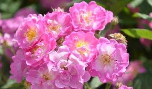 蔷薇花的花期及生长特点（一年四季的绽放）