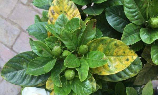 用醋水浇花的方法和注意事项(用醋水浇花的方法和注意事项) 用醋水浇花的方法和注意事项(用醋水浇花的方法和注意事项)