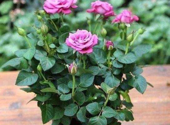 用醋水浇花的方法和注意事项(用醋水浇花的方法和注意事项) 用醋水浇花的方法和注意事项(用醋水浇花的方法和注意事项)