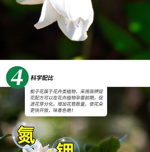绿植养护之最佳肥料选择（绿色生活从营养开始）