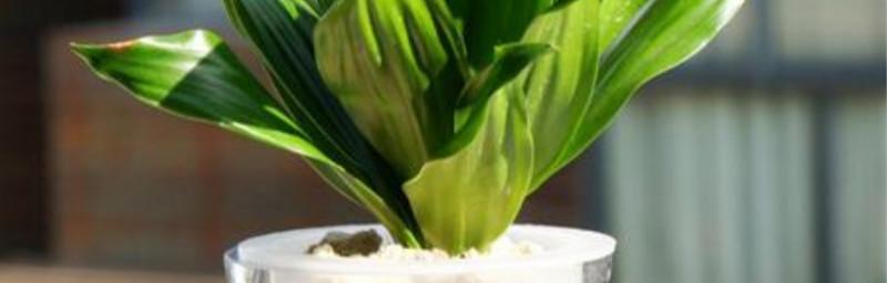 绿植养护之最佳肥料选择（绿色生活从营养开始）