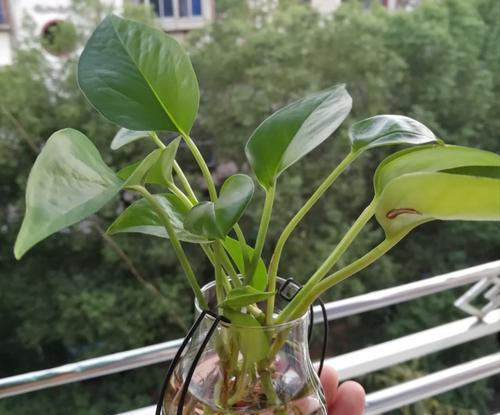 绿植养护之最佳肥料选择（绿色生活从营养开始）