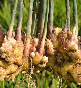 姜的土壤要求及种植技巧(打造适宜姜生长的土壤) 姜的土壤要求及种植技巧(打造适宜姜生长的土壤)