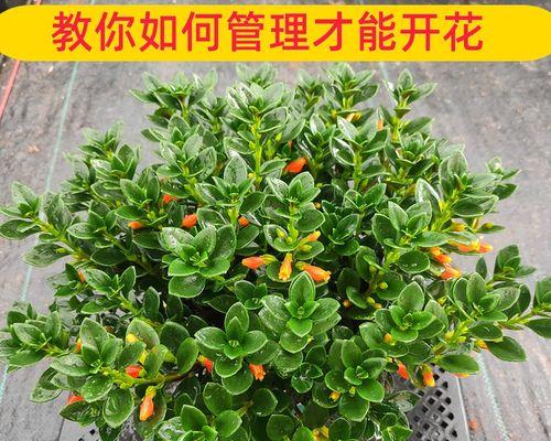 室内净化空气的必备植物(为你的家庭带来新鲜空气) 室内净化空气的必备植物(为你的家庭带来新鲜空气)