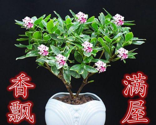 室内净化空气的必备植物(为你的家庭带来新鲜空气) 室内净化空气的必备植物(为你的家庭带来新鲜空气)