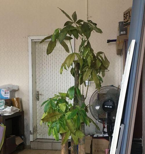 大发财树浇水的正确方法（培养健康茁壮的大发财树）
