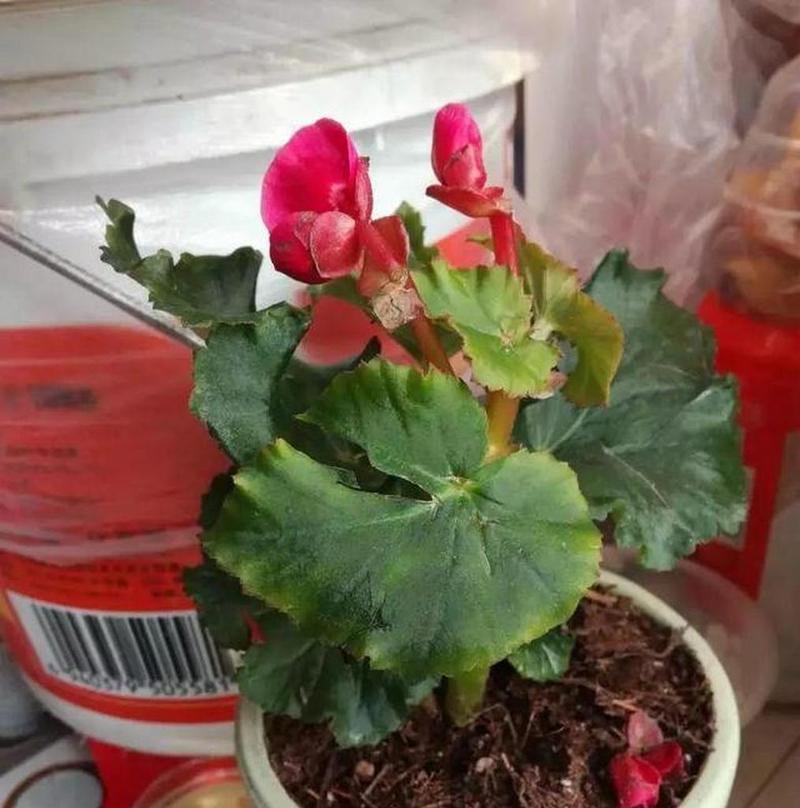 冬季种植丽格海棠花的注意事项（防止丽格海棠花冬天冻死的6个方法）