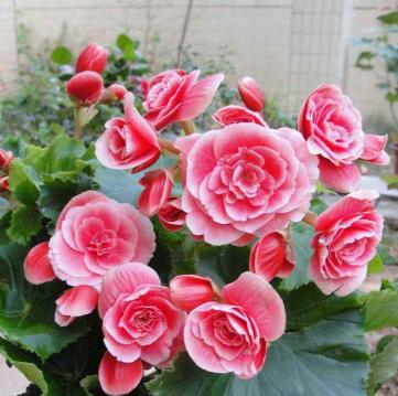 冬季种植丽格海棠花的注意事项（防止丽格海棠花冬天冻死的6个方法）